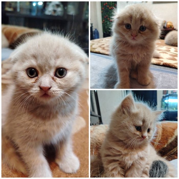 Продаются породистые