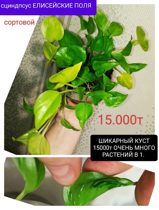 Продам от 3000т и меньше филодендроны