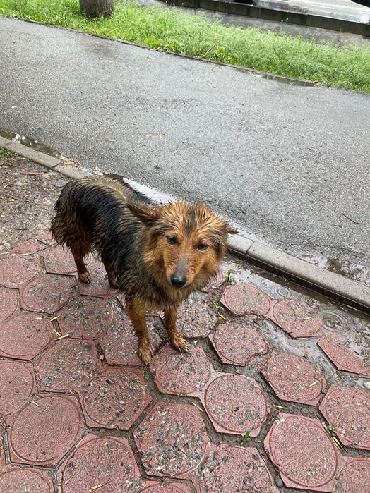 Возможно пропала собака