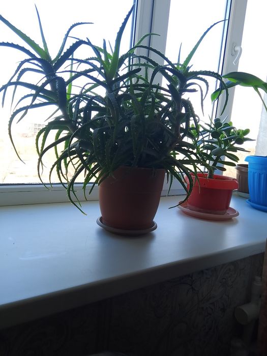 Продам лечебный цветок алоэ