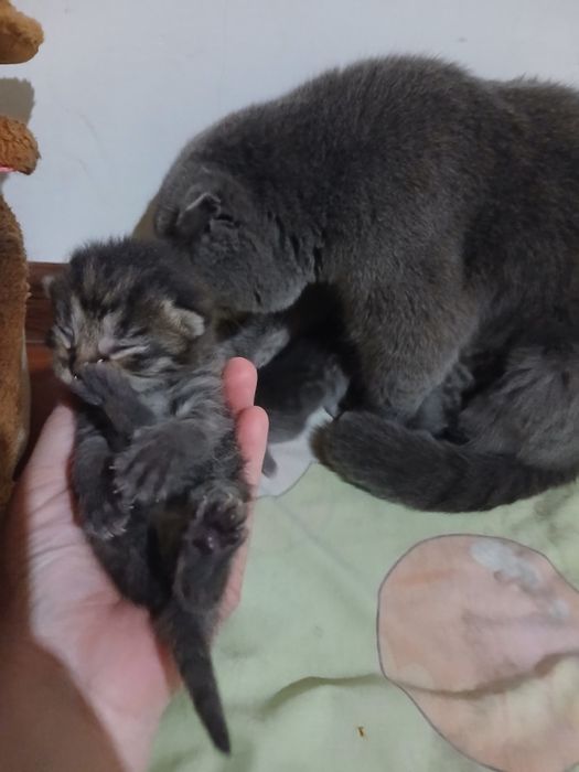 Mushuchalar sotiladi.