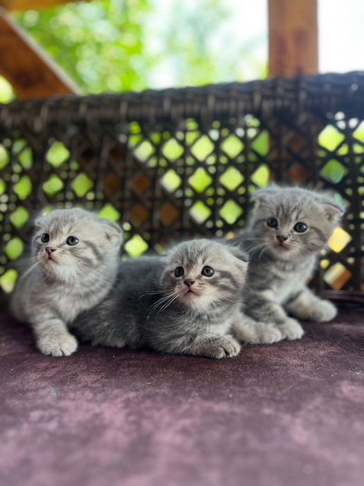 Продаеться котята