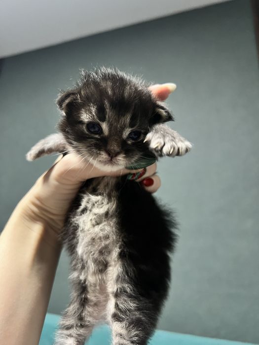 Котенок Мейн кун