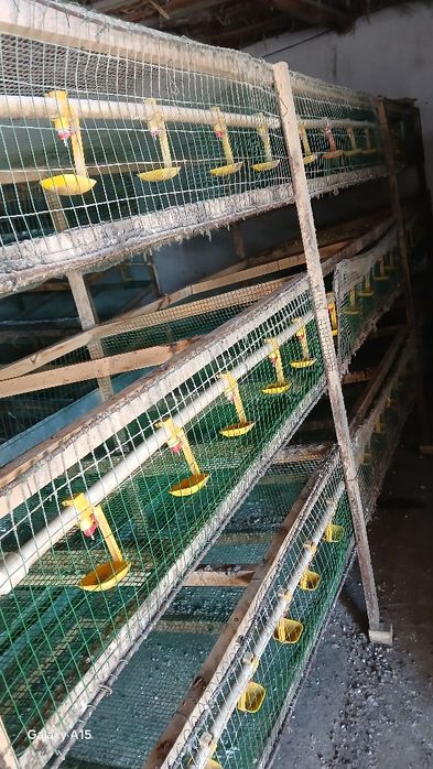 Bedana qafas sifatli