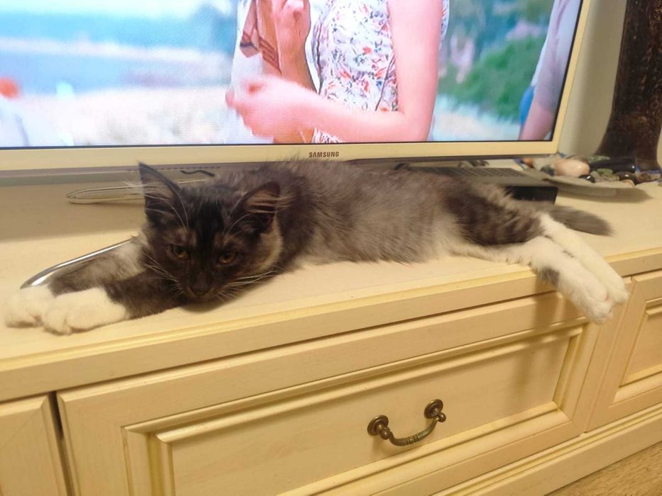 Котёнок-мальчик ищет свою семью