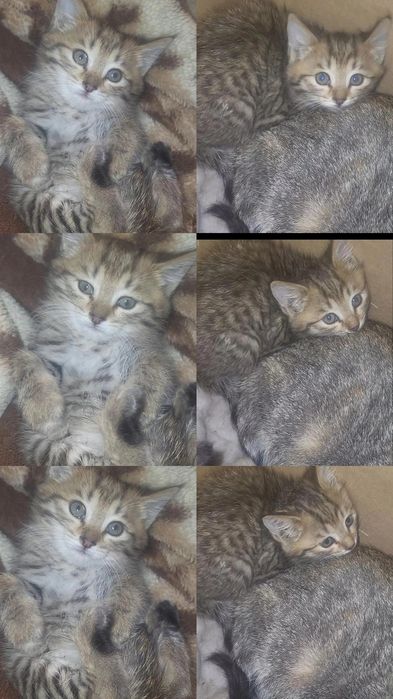 Бесплатно отдам в добрые руки котенка