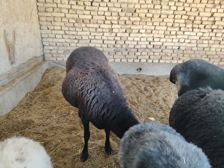 Bogoz qoylar sotiladi
