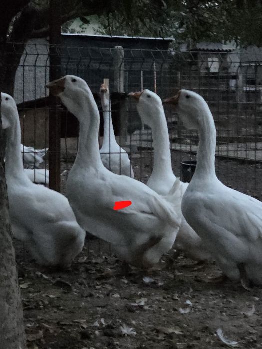 Gâște holmogor 2026
