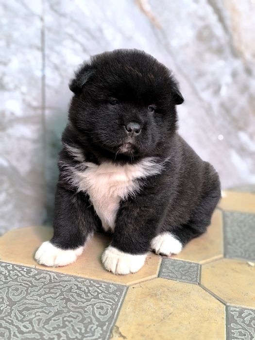 Продается щенок Американской акиты