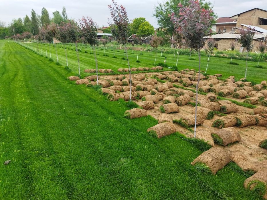 Газон екиш, арча кесиш, палиф хизмати, ландшафт , томорка ишлари