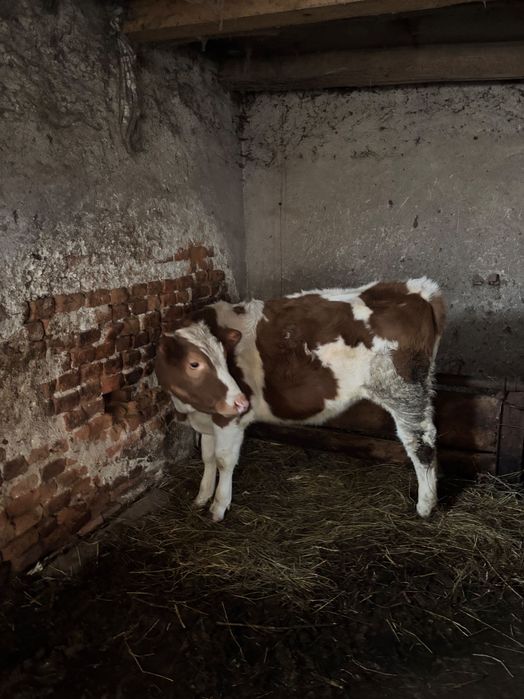 Vitea de vânzare de 8 luni în Domasnea