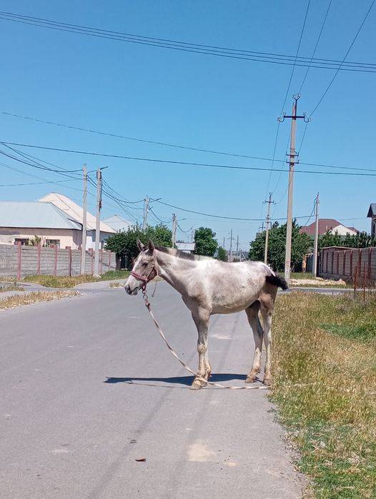 Лошадка имя апачи