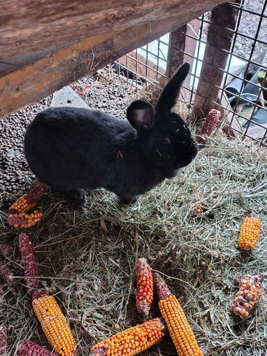 Vand 3 iepuri 1 gri și doi negri