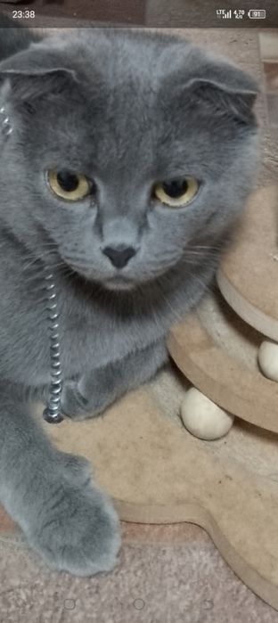 Котята шотландцы мрамор на серебре