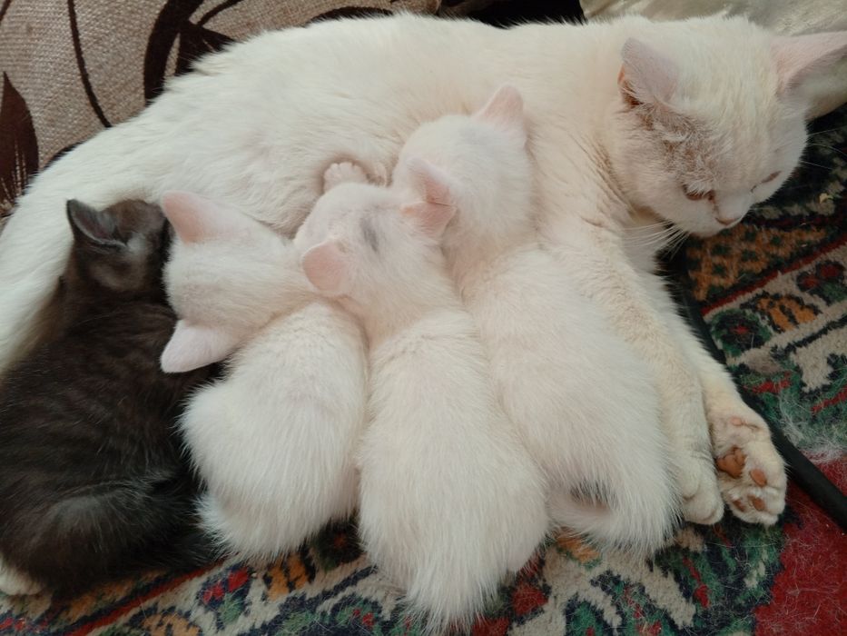 Шотландские котята Страйт