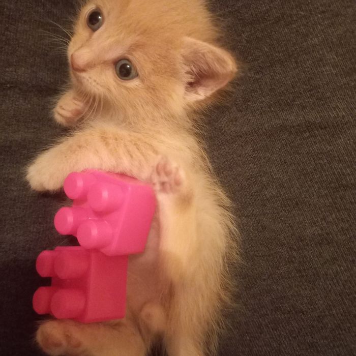 Котёнок мальчик  один месяц