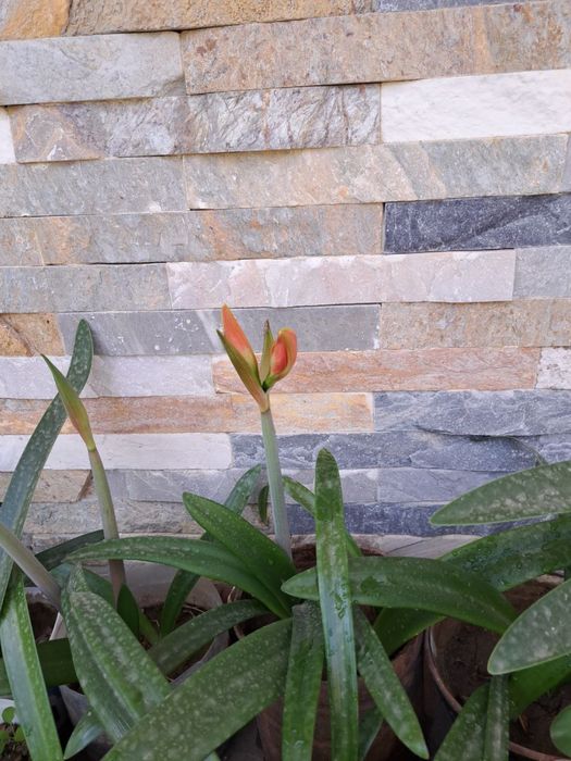 Цветок Амаралис. Цветут хонака гуллар