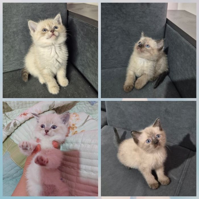 Тайские котята девочки