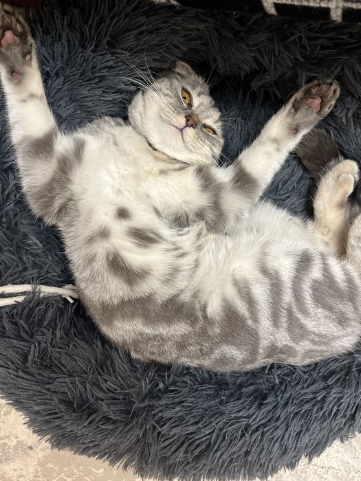 продается кошка вислоухая
