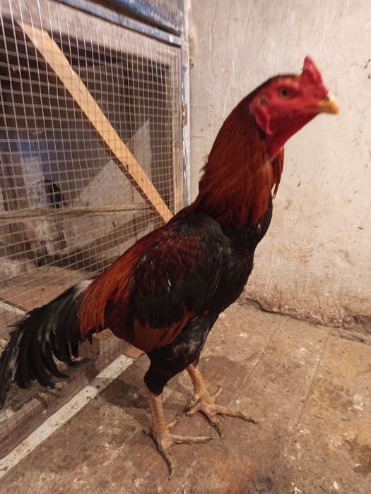 Продается туляк, ПИШИТЕ НА ВАТСАП