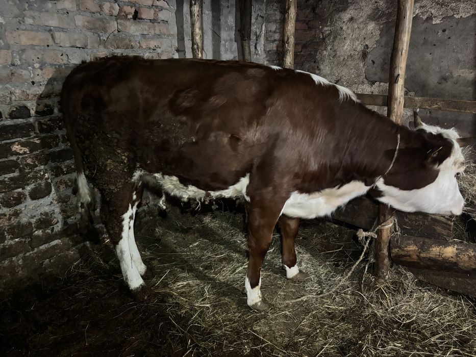 Продам откормленный телочка