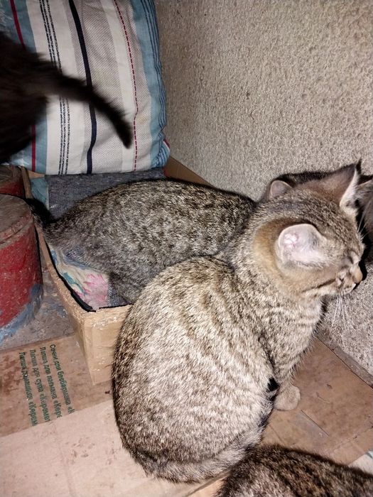 Красивые  котята