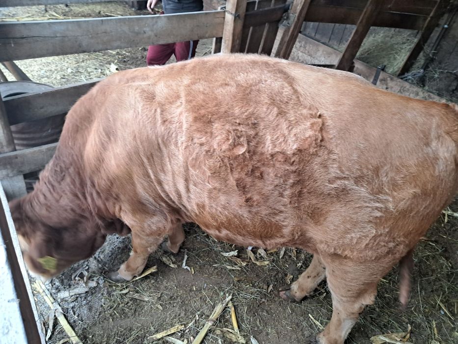 De vânzare vițel