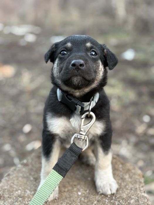 Щенок срочно ищет отвецтвиные руки