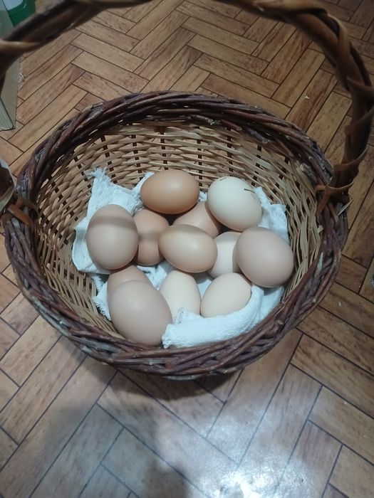 Vand oua de brahma pentru incubat...