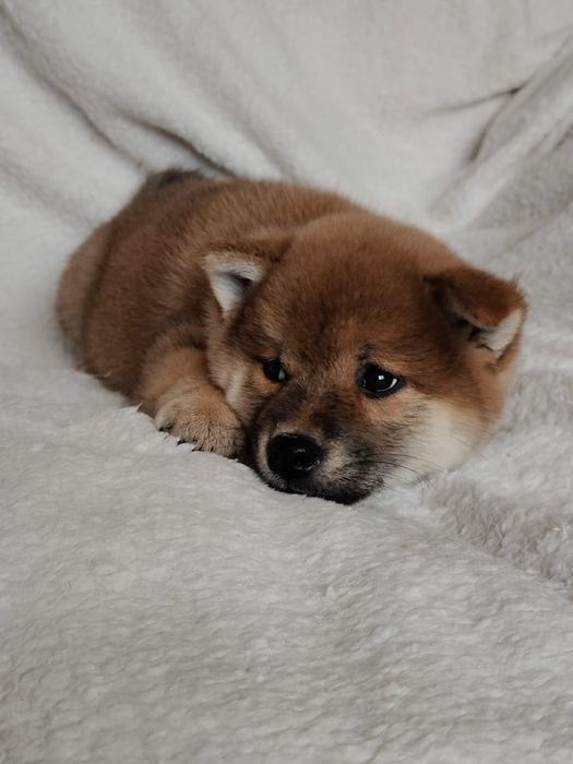 Девочка сиба-ину с документами