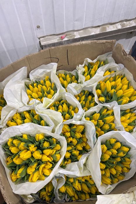 Свежие Тюльпаны (Болленстрик) с Гарантией от Производителя