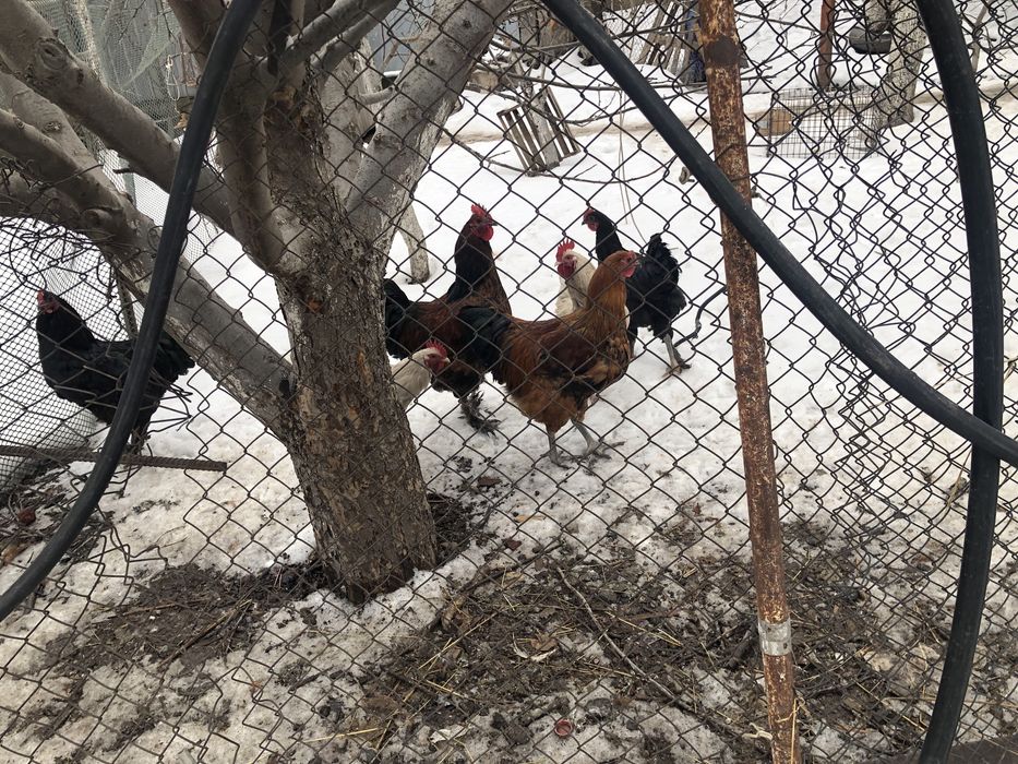 Продам петушков 6-7 месяцев