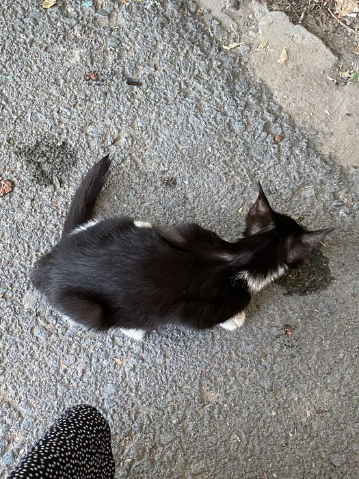 Срочно Котенок мальчик ищет дом