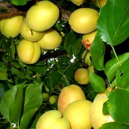 Cais (Soiul Ananas )la ghiveci