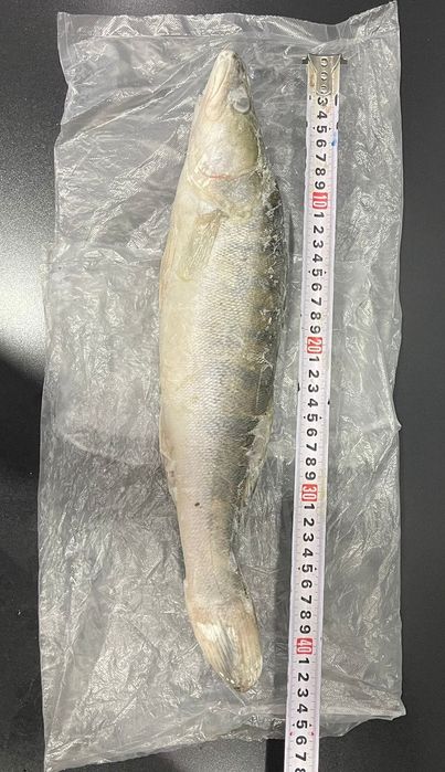 Судак крупный, свежемороженый