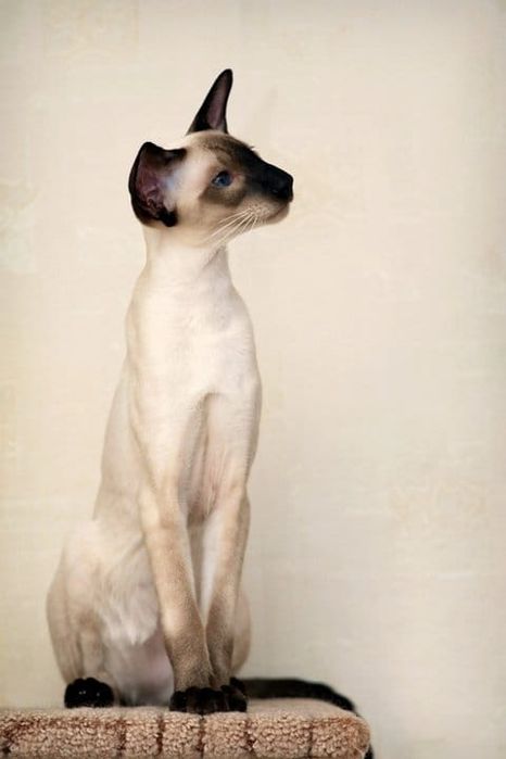 Ориентальные котята