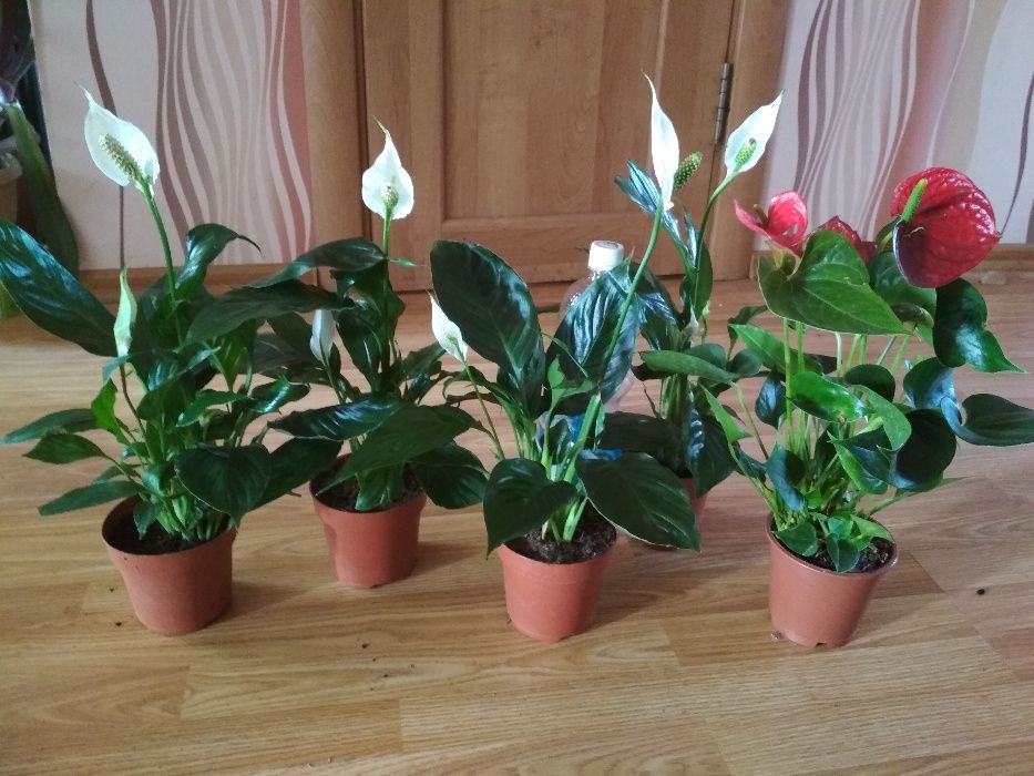 хлорофитум кудрявый бони пеларгонии цветы не дорого растения комнатные