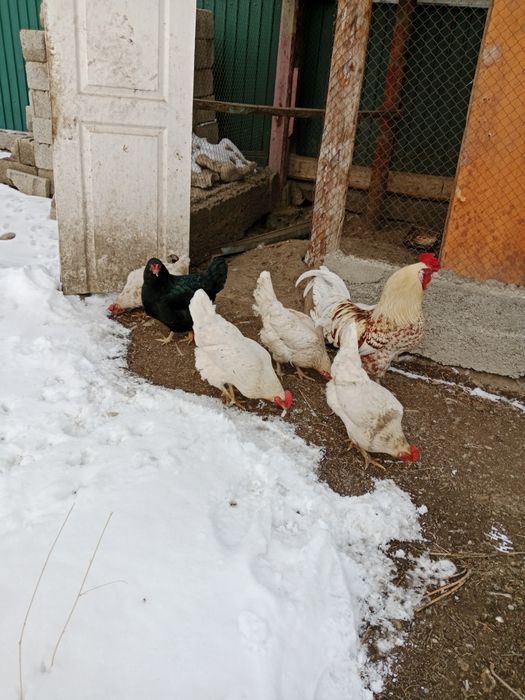 Тауықтар сатылады