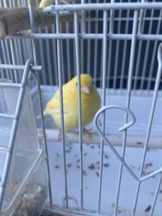 Продам канареек срочно