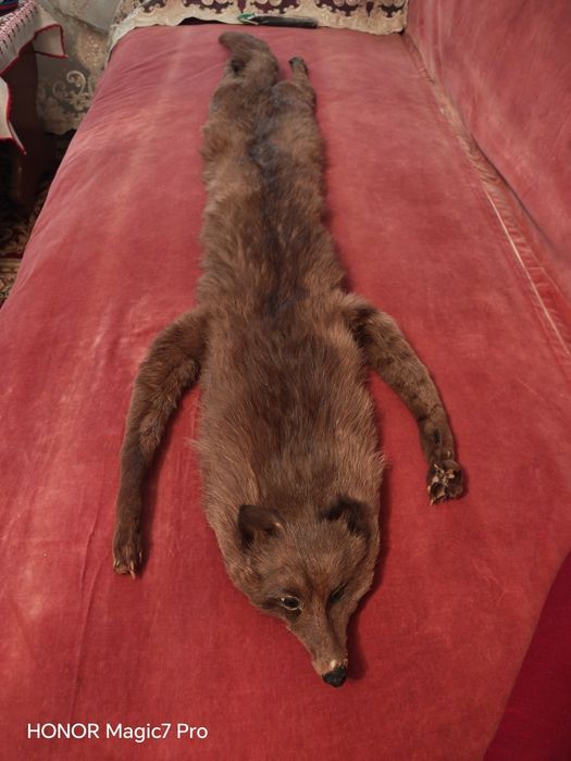 Guler vulpe autentic