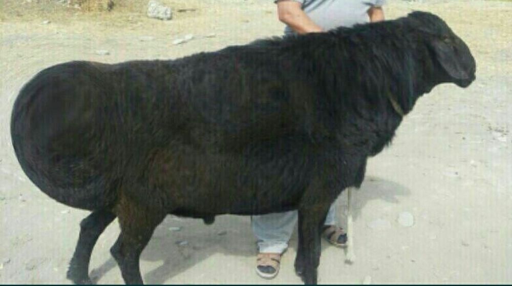 Qassob service    Qassobchilik xizmati  Halollik foydadan ustun