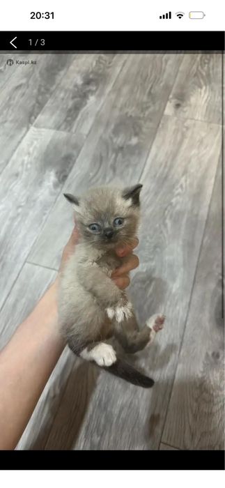 Отдам даром котят