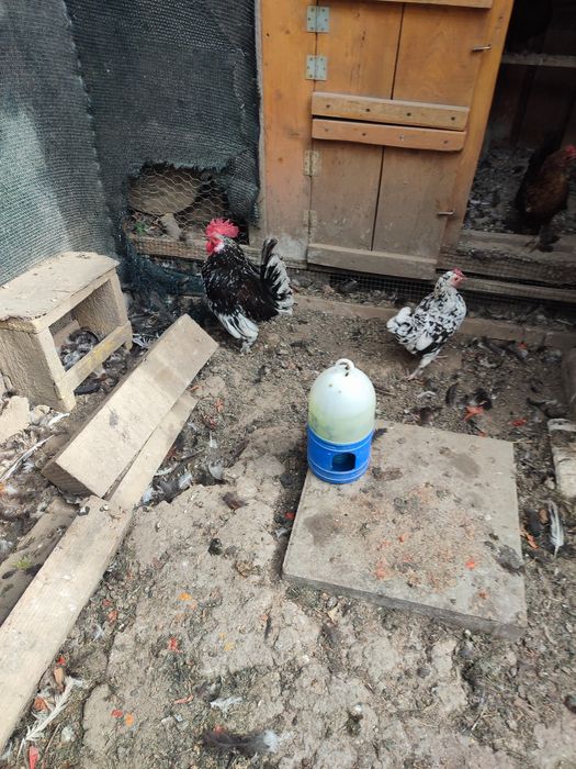 Pereche găinușă pitică cocoș+găină