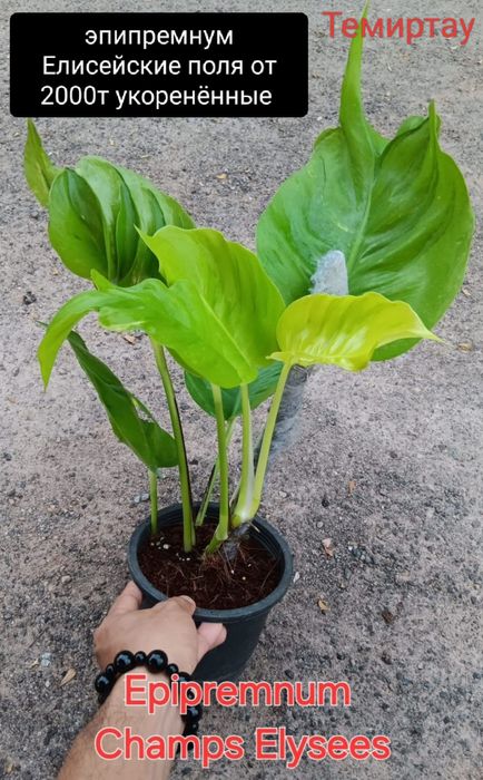 Цветы комнатные 500 тенге