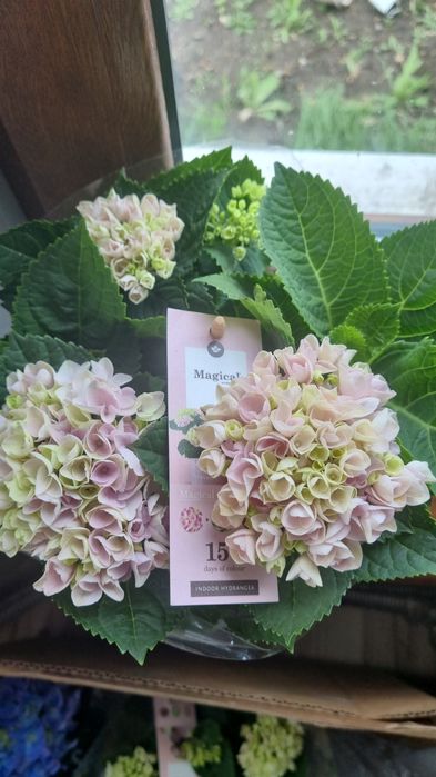 Продам цветы комнатные/садовые