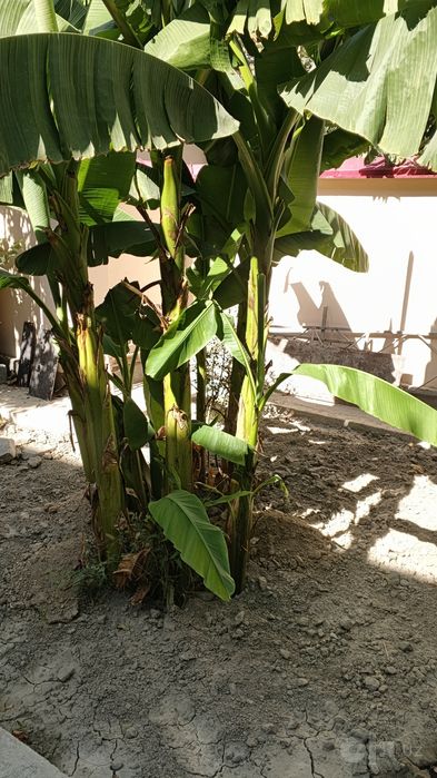 Banan daraxt sotiladi srochno