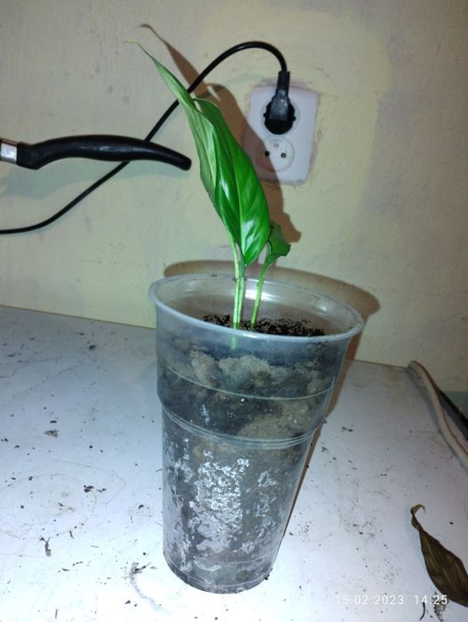 Цветы женское счастье