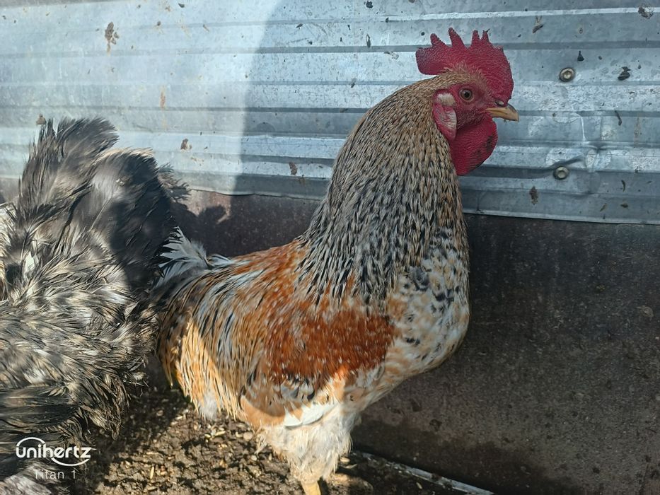 Продаются петухи, молодняк