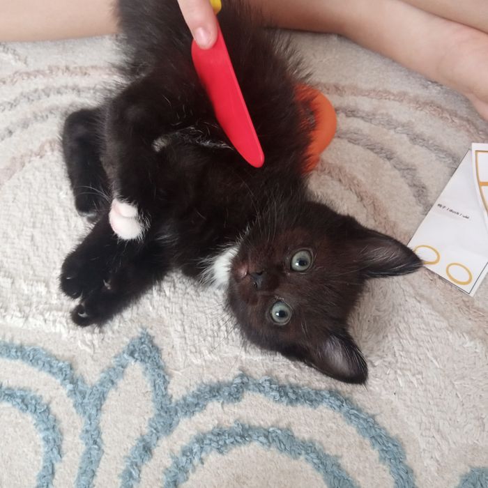 Отдам котёнка в добрые руки (девочка)