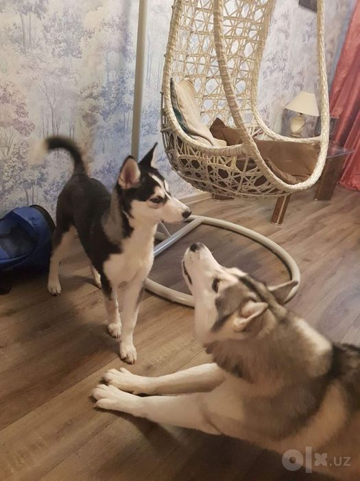 Haski sotladi  yosh bolalar bilan oynedi